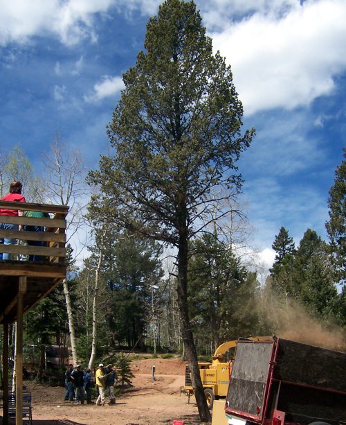 Tree Care & Tree Removal Services in Monument, Castle Rock, Front Range, Colorado Springs