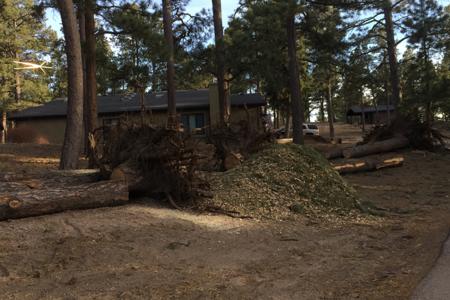 Tree removal for a new driveway in Black Forest, Colorado