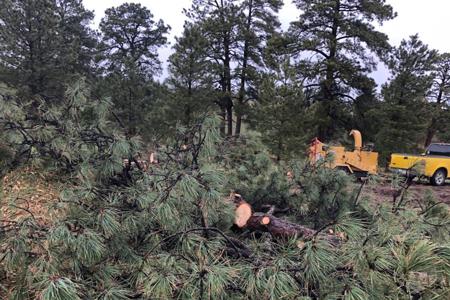 Tree removal and stump grinding in Black Forest, Colorado