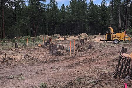 Removing 250 trees in Larkspur, Colorado for a new home 