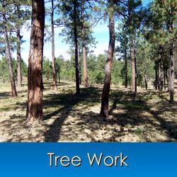 Tree Care and Tree Removal in Monument, Castle Rock, Front Range, Colorado Springs