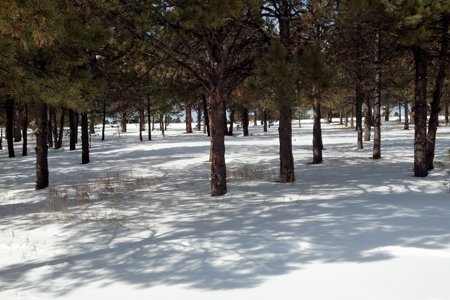 Clik to view full size Tree Care & Tree Removal in Monument, Castle Rock, Colorado Springs
