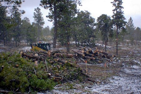 Clik to view full size Tree Care & Tree Removal in Monument, Castle Rock, Colorado Springs