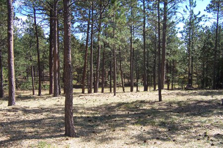 Clik to view full size Tree Care & Tree Removal in Monument, Castle Rock, Colorado Springs