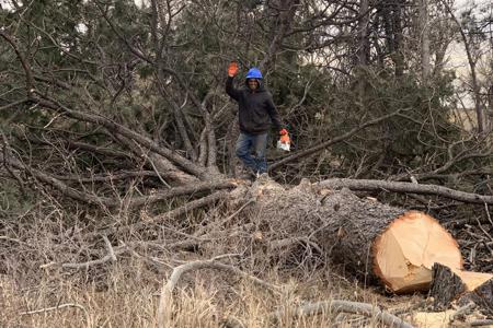 Clik to view full size Tree Care & Tree Removal in Monument, Castle Rock, Colorado Springs