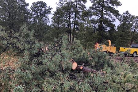 Clik to view full size Tree removal and stump grinding in Black Forest, Colorado