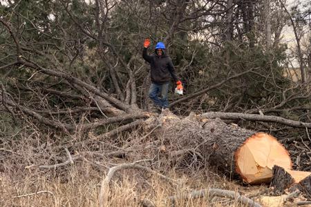 Clik to view full size Removing the last large tree for the commercial site in Monument, Colorado