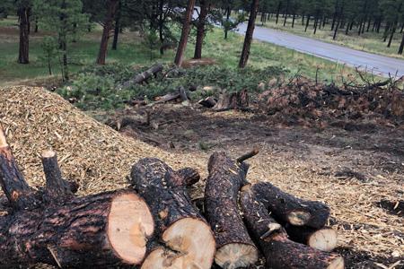 Clik to view full size Cutting down trees for a new road in Black Forest, Colorado