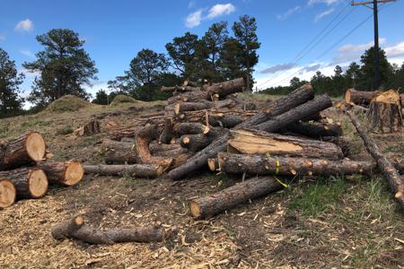 Clik to view full size Tree Removal in Black Forest, Colorado