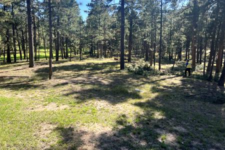 Fire Mitigation in Black Forest, Colorado. Cut, trimmed and removed the trees on the entire 5 acre piece, so the insurance was happy and there was no more fire danger