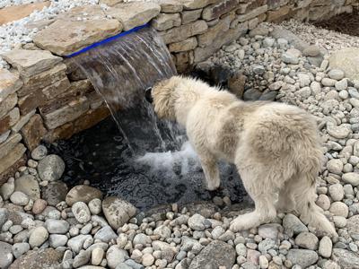 Pond-less water feature and the wood carved bear fishing in the water outdoor lighting in Black Forest Colorado